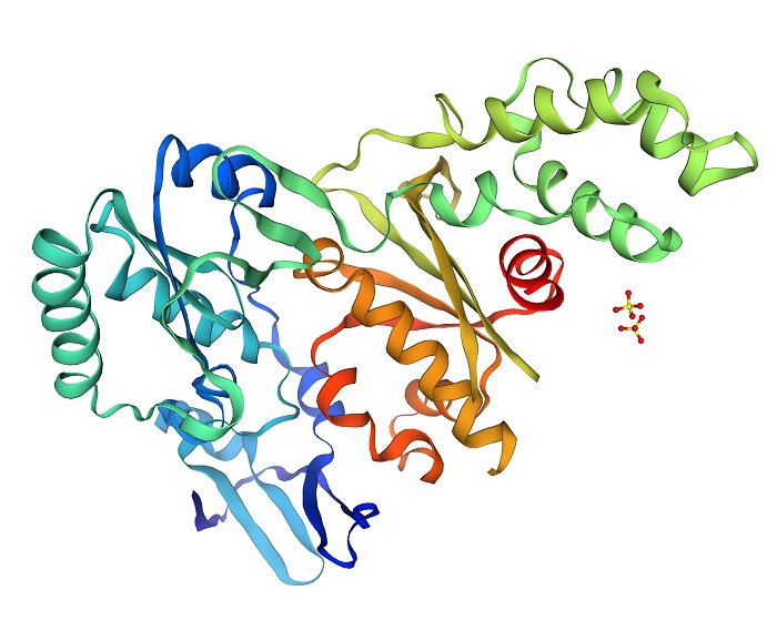 Ribonuclease H